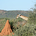 Namibia, Giraffe Head and the Dwelling of Termites in the Game Reserve of Erindi