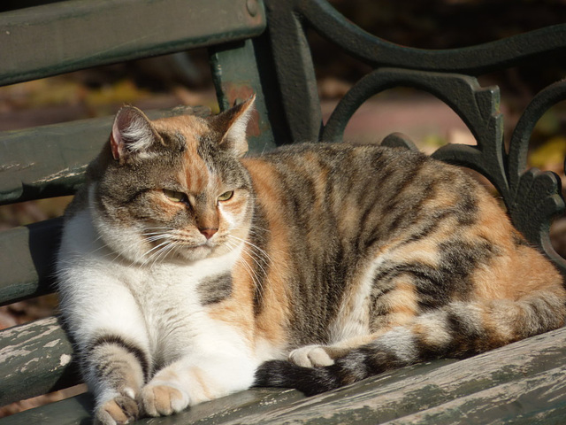 Gato de mi barrio