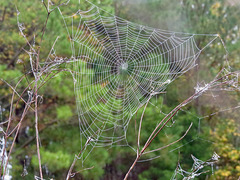 Dewy spiderweb