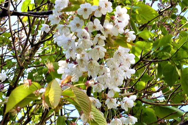 The cherry blossom is so pretty