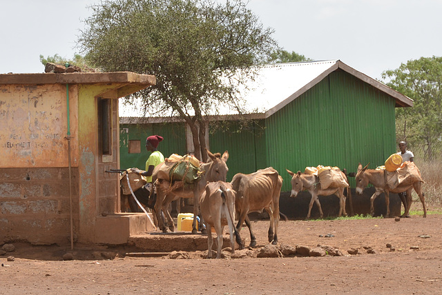 Maasai cattles and donkey for water transport.