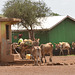 Maasai cattles and donkey for water transport.