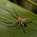 IMG 2303 Spider