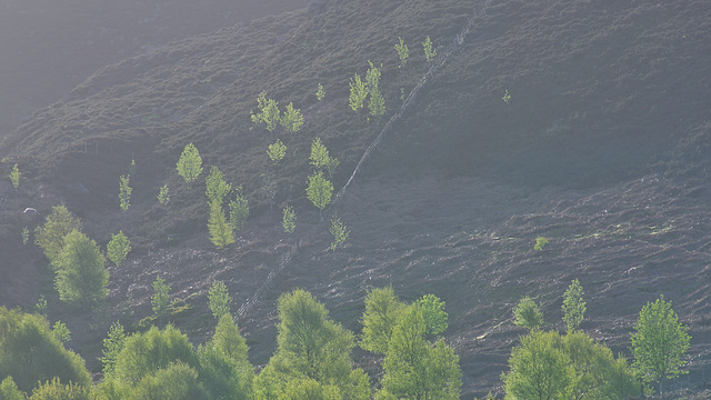 Torside Trees early morning