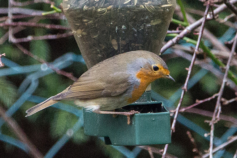 20150119 6497VRAw [D~RI] Rotkehlchen (Erithacus rubecula), Rinteln