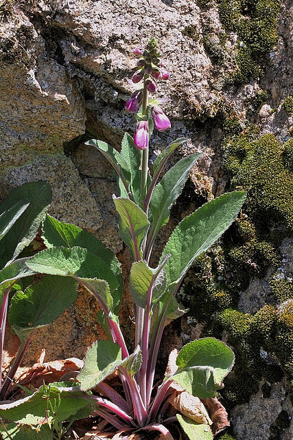 Digitale pourpre- Digitalis purpurea