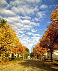 Autumn blue sky above my street