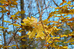 Da strahlt der Herbst