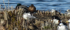 20190223 4478CPw [D~MS] Lachmöwe, Löffelente, Rieselfelder Münster