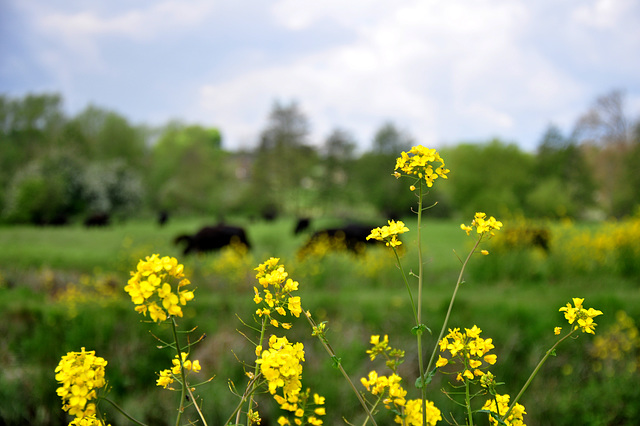 Cows