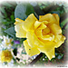 Yellow rose of friendship