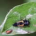 20110519 3024RMw [D~MI] Marienkäfer-Larve, Großes Torfmoor, Hille