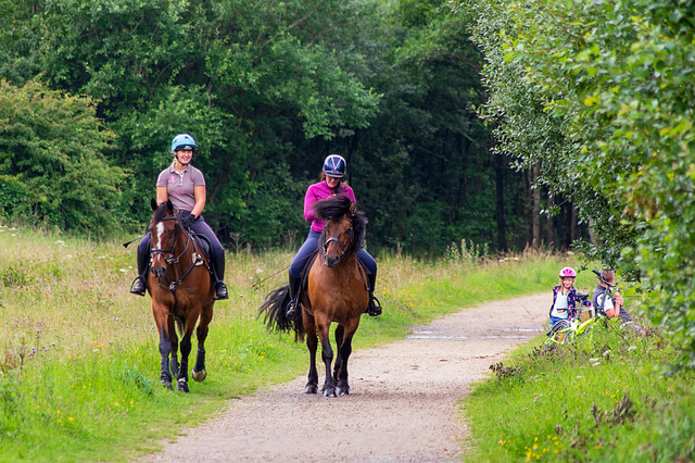 Horses on the Longdendale Trail
