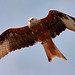 EOS 90D Peter Harriman 16 10 46 36986 redKite2 dpp