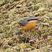 Nuthatch collecting easy pickings