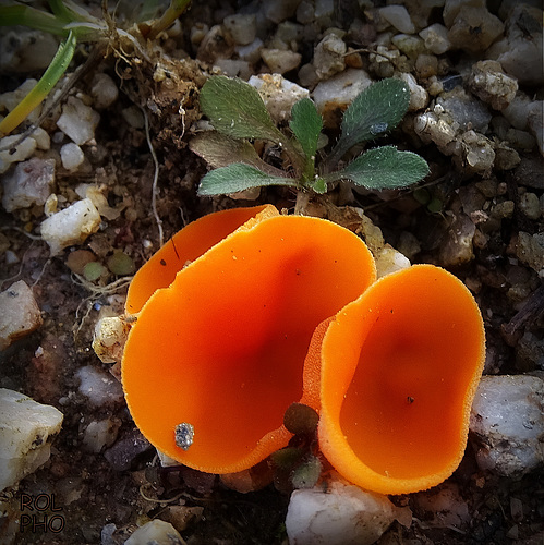 Pézize orangée, comestible cru