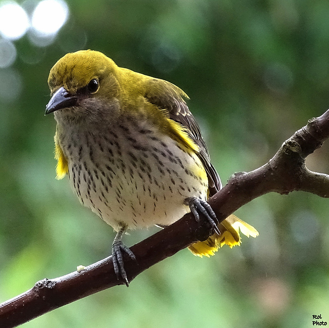 Loriot d'Europe (Oriolus oriolus - Eurasian Golden Oriole) ici une femelle ...!