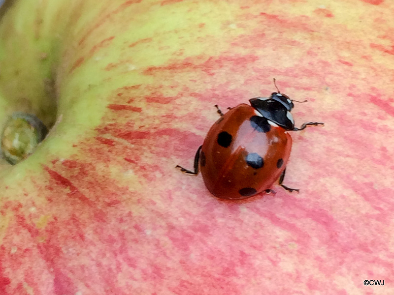 Ladybird exploring an apple