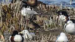 20190223 4479CPw [D~MS] Löffelente, Lachmöwe, Möwe, Rieselfelder Münster