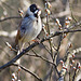 Reed Bunting (Male)