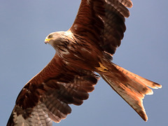 EOS 90D Peter Harriman 16 41 11 37097 redKite dpp