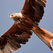 EOS 90D Peter Harriman 16 41 11 37097 redKite dpp