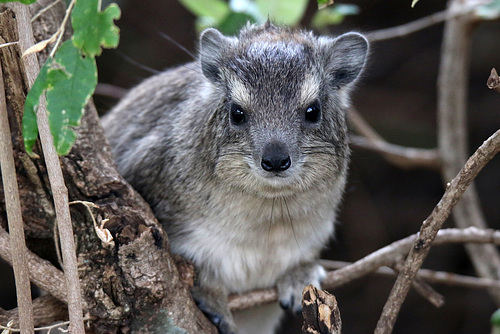 Rock Hyrax (Explored)