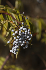 Blue Elderberry