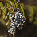 Blue Elderberry