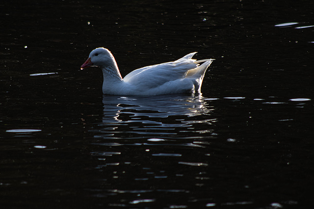 White Duck in the park