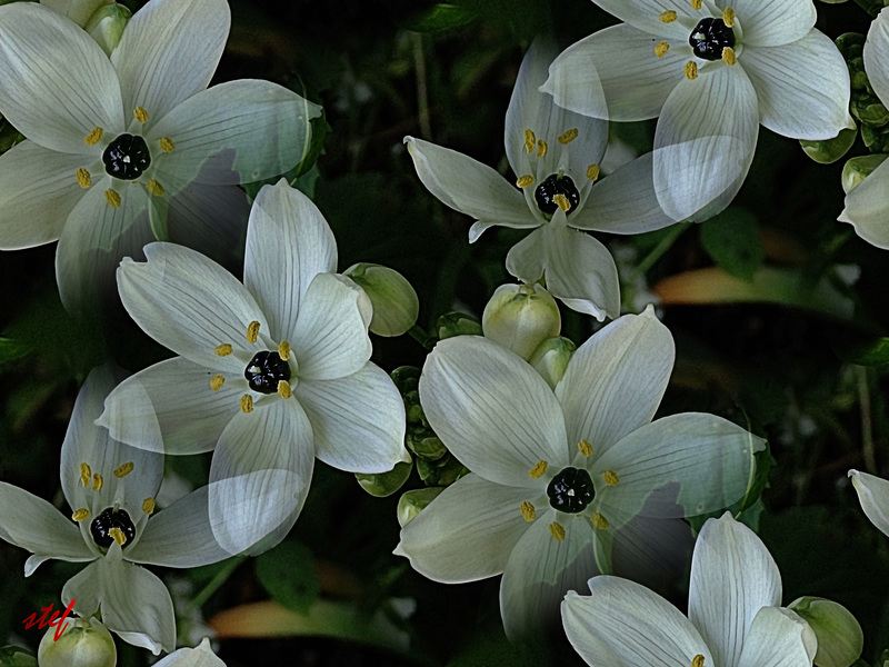 spring stars in the eveninglight