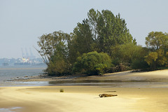 Kegelrobbe auf Elbinsel Neßsand