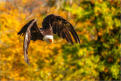 Eagle wings