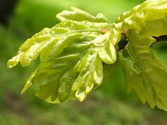 New life. Summer comes late to these latitudes - the season's first oak leaf 16 May.
