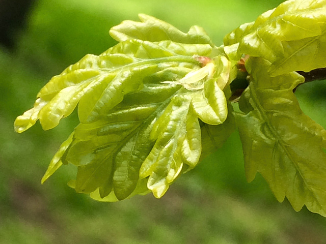 New life. Summer comes late to these latitudes - the season's first oak leaf 16 May.