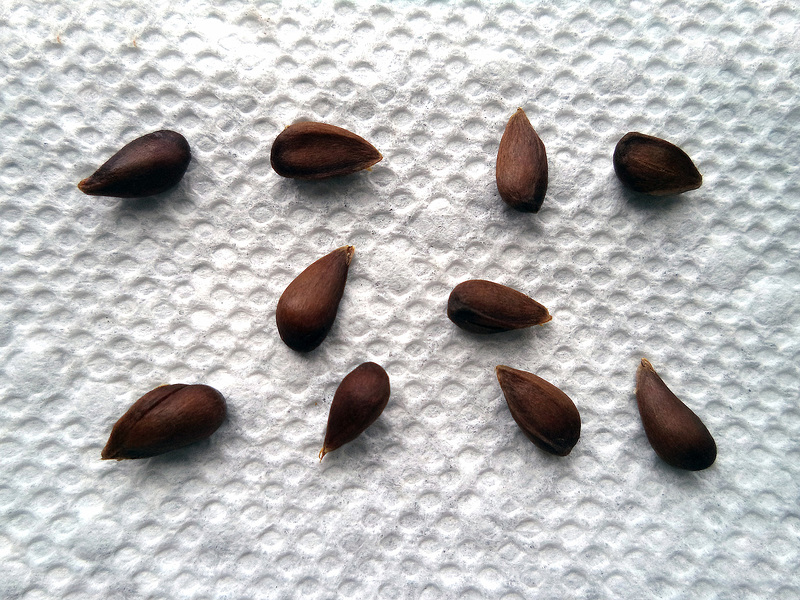 Apple Seeds