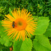 047 Inula helenium hat Besuch