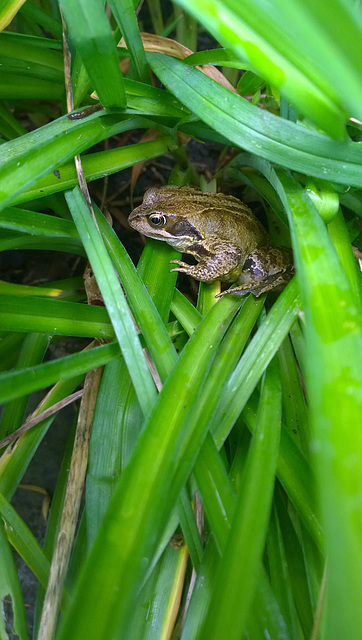 Frog