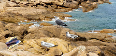 Convoitise Convoitise