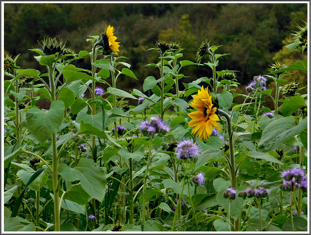 Tournesols et Phacélie avec un PIP