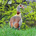 Egyptian goose in Holland