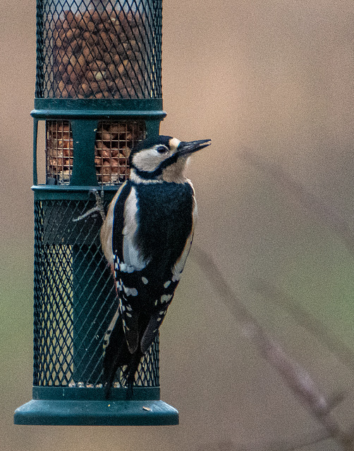 Greater  spotted woodpecker