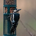 Greater  spotted woodpecker