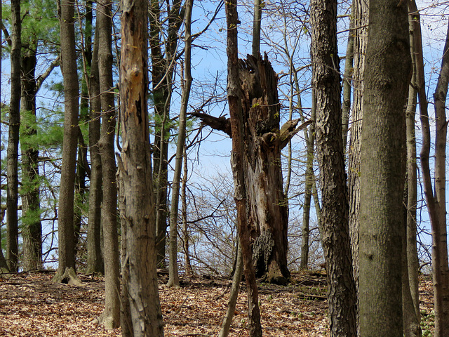 Open arms, as if it wants to hug the passerby.