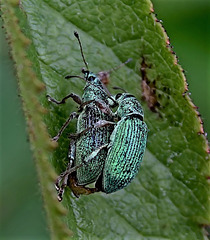 Weevils