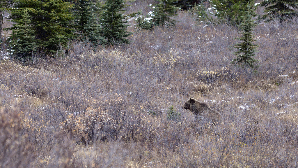 Grizzli Bear, Canada   DSC4917