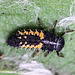 20110519 3029RMw [D~MI] Marienkäfer-Larve, Großes Torfmoor, Hille