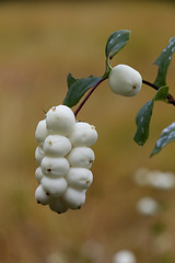 Snowberries