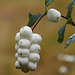 Snowberries