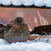 Amseldame im Schneegestöber